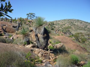 Pualko Kanaka ridge 2015 001