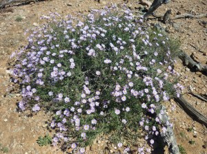 Pualko Kanaka ridge 2015 015